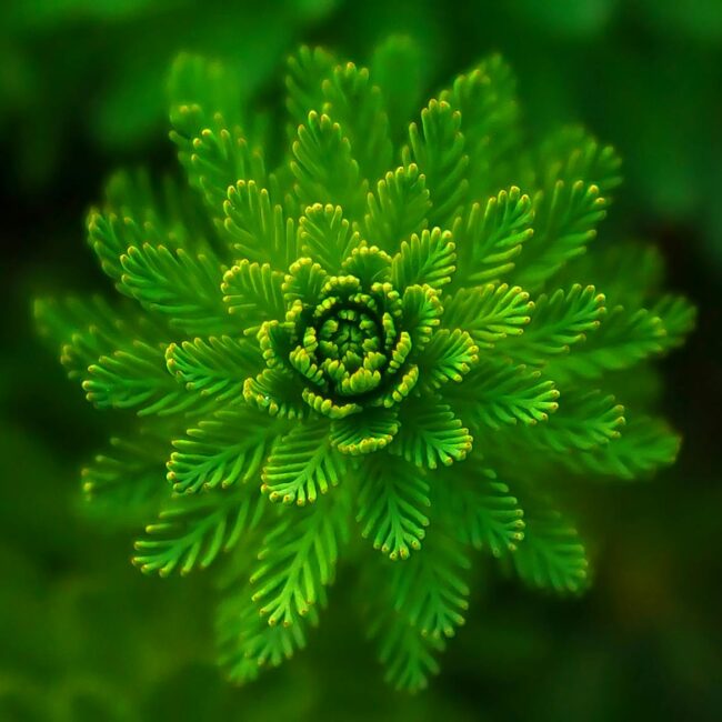 green leafed plant selective focus photography